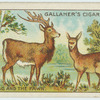 The stag and the fawn.