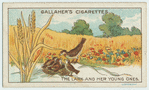 The lark and her young ones.