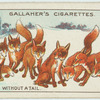 The fox without a tail.