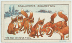 The fox without a tail.