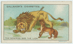 The bowman and the lion.