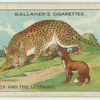The fox and the leopard.