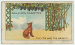 The fox and the grapes.