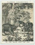 Fable of the boar and the ass.