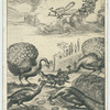 [Fable] of the jay and the peacocks
