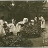 Tending to plants in a courtyard.