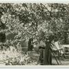 Dr. Charlotte Steinberger's garden, view of the the picnic table, October, 1930.
