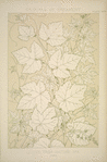 Leaves and Flowers from Nature Ornament no. 2: Vine-leaves, full size.