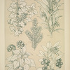 Leaves and Flowers from Nature Ornament no. 7: Hawthorne, Yew, Ivy and Strawberry-tree.