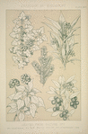 Leaves and Flowers from Nature Ornament no. 7: Hawthorne, Yew, Ivy and Strawberry-tree.