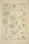 Leaves and Flowers from Nature Ornament no. 9: Honeysuckle and Convolvulus, full size.