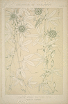 Leaves and Flowers from Nature Ornament no. 10: Passion flowers.