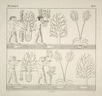 Darstellungen und Inschriften historischen Inhaltes aus dem Terrassentempel von Dêr-el Bah'eri in Ober-Aegypten, behandelnd vorzugsweise die im 17. Jahrhundert v. Chr. von Seiten der Königin Misaphris, Schwester Thutmosis III, nach Arabien entsendete Seeexpedition (ausgenommen die Opferliste e auf Taf. V und die auf Taf. VI, welche zwei Thebanischen Privatgräbern entnommen sind.)