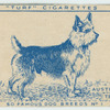 Australian Terrier.
