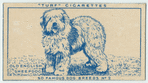 Old English Sheepdog.