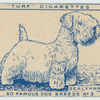 Sealyham Terrier.