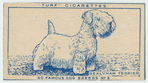 Sealyham Terrier.