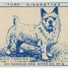 Norwich Terrier.