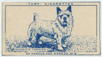 Norwich Terrier.