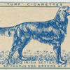 Irish Setter.