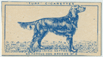 Irish Setter.