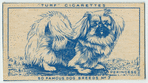 Pekingese.