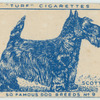 Scottish Terrier.