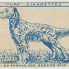 English Setter.