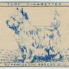 Cairn Terrier.