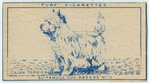 Cairn Terrier.