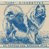 Keeshond.