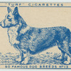 Welsh Corgi.