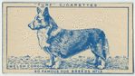 Welsh Corgi.