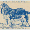 King Charles Spaniel.