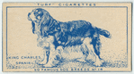 King Charles Spaniel.
