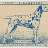 Dalmatian.