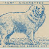 Pyrenean Mountain Dog.