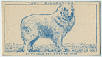 Pyrenean Mountain Dog.