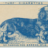 Dachshund.