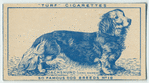 Dachshund.