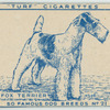 Wire Fox Terrier.