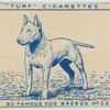 Bull Terrier.