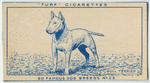Bull Terrier.