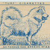 Samoyed.