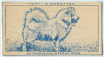 Samoyed.