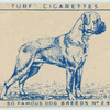Boxer.