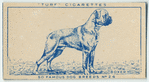 Boxer.