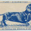 Daschund (smooth).