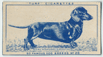 Daschund (smooth).
