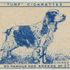 Cocker Spaniel.